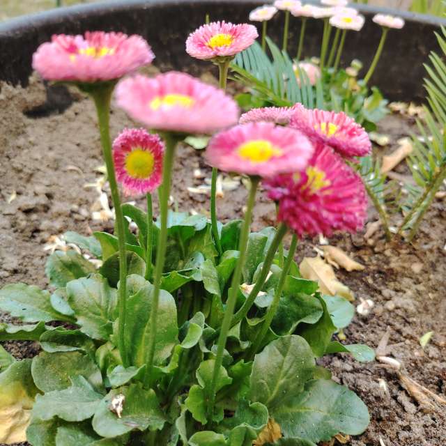 Previsões do tempo com lindas fotos de Ehab-Alatraqchi