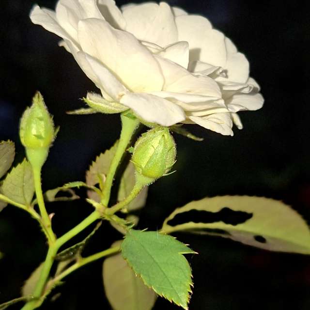 Bowl. Weather forecasts with beautiful photos by Wen-ya Huang Photos in Kaohsiung City