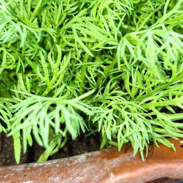 Wettervorhersagen mit schönen Fotos von Wen-ya Huang