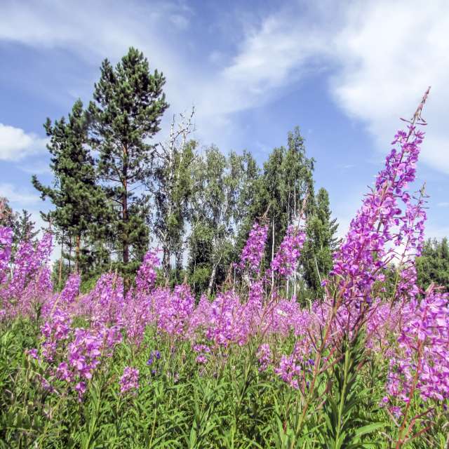 Weather forecasts with beautiful photos by G_3233