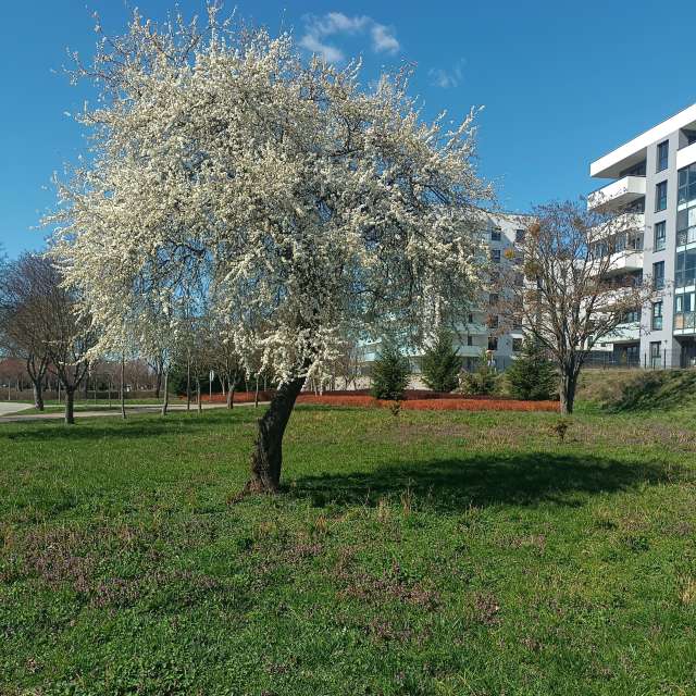 Ania-12の美しい写真による天気予報