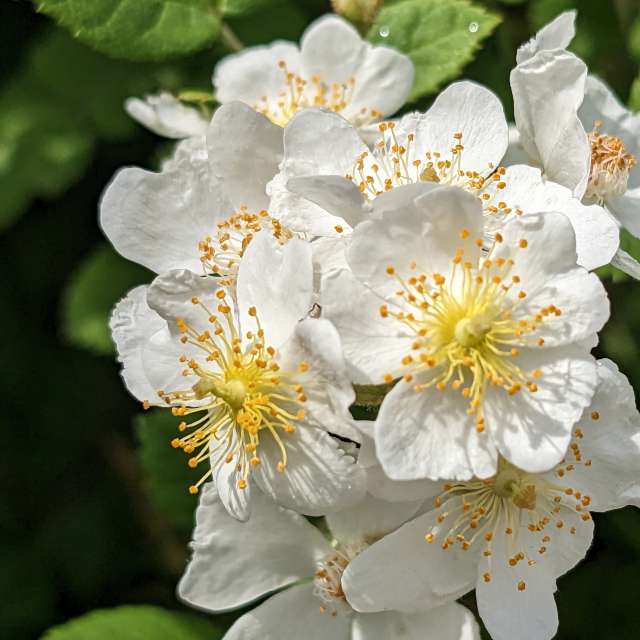 Fotos Rosa. Previsões do tempo com lindas fotos de あさのジジ em Okayama