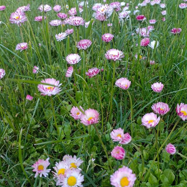 Ania-12の美しい写真による天気予報