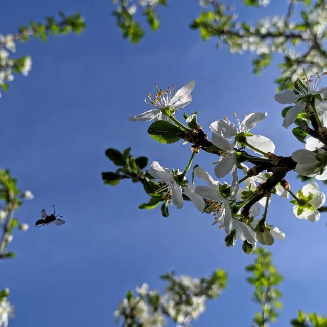 天气预报，带aastrelkova精美的照片