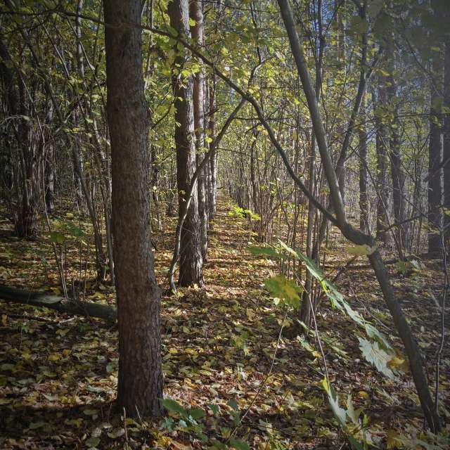 Wooded. Weather forecasts with beautiful photos by Aleksei Photos in Tula