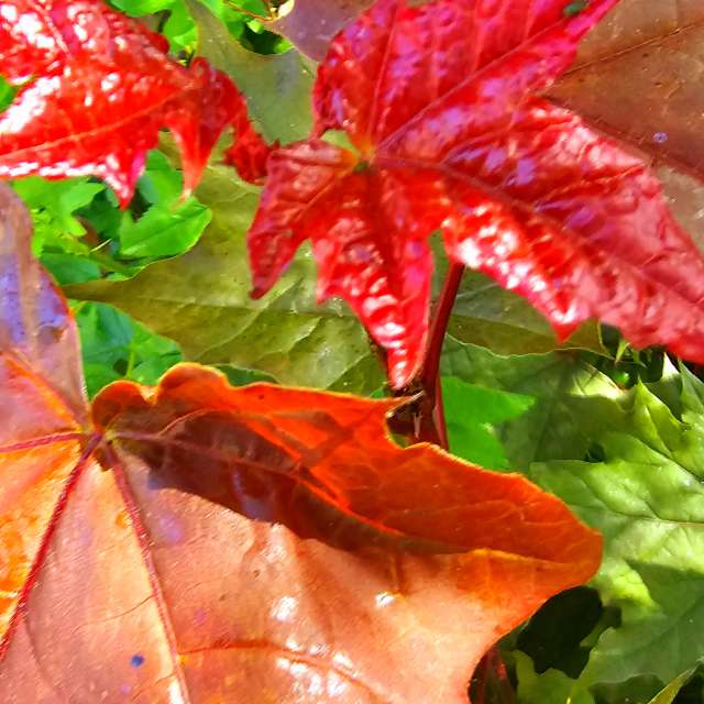 Fotos Pizza. Previsões do tempo com lindas fotos de Seni em Velbert