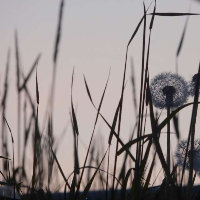 Fotos Plantar. Previsões do tempo com lindas fotos de Vasek325 em Praha 12