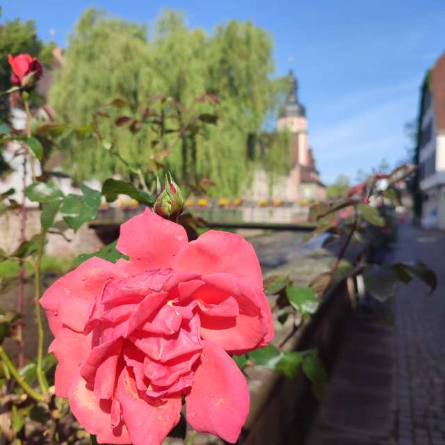Brick. Weather forecasts with beautiful photos by Tercis Photos in Ettlingen