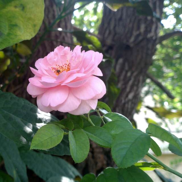 Fotos Rosa. Previsões do tempo com lindas fotos de Wen-ya Huang em Kaohsiung City