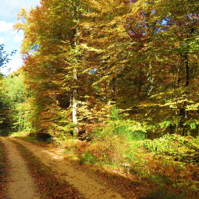 Country. Weather forecasts with beautiful photos by MariePhotos Photos in Le Mayet-de-Montagne