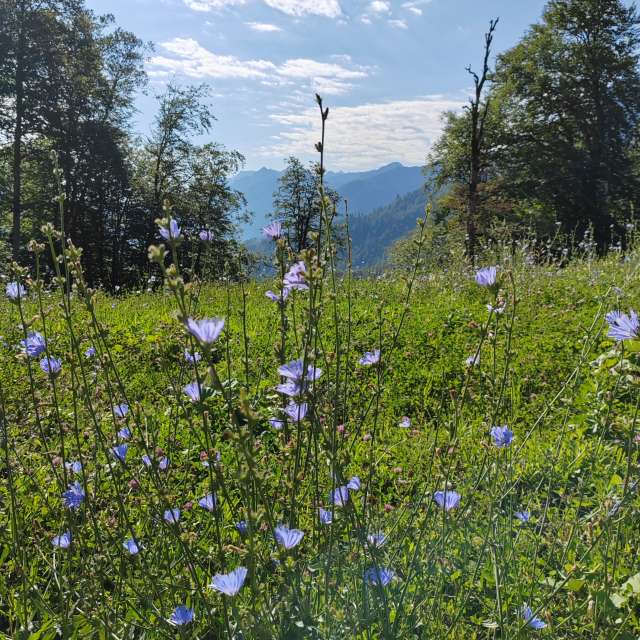 Park. Weather forecasts with beautiful photos by Albert_Smelovtsev Photos in Roza Khutor