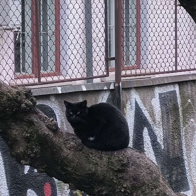 Pronósticos del tiempo con hermosas fotos de YanBog