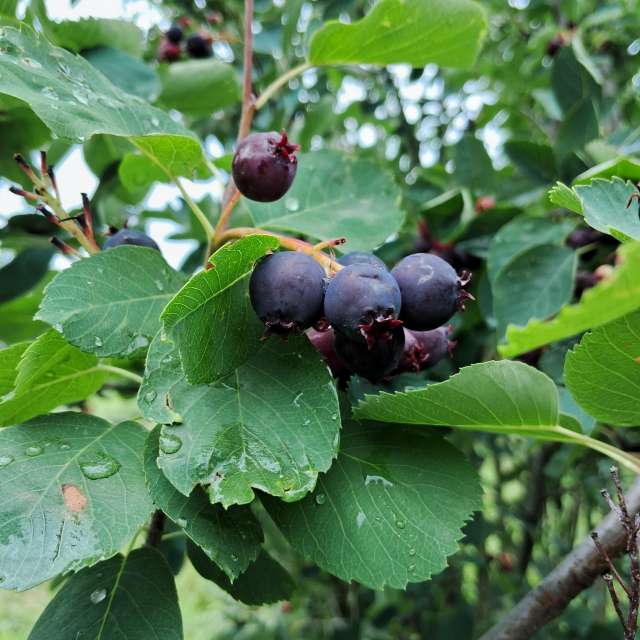 Branch. Weather forecasts with beautiful photos by urashm Photos in Khmelnytskyi