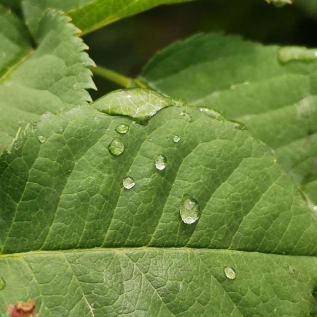 植物. Vejrudsigt med smukke fotos af nox -billeder i Esfarāyen