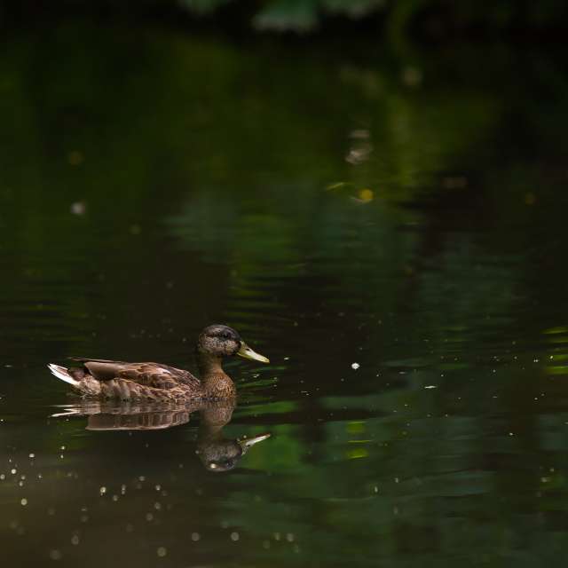 Animal. Weather forecasts with beautiful photos by martinm611 Photos in Gdansk