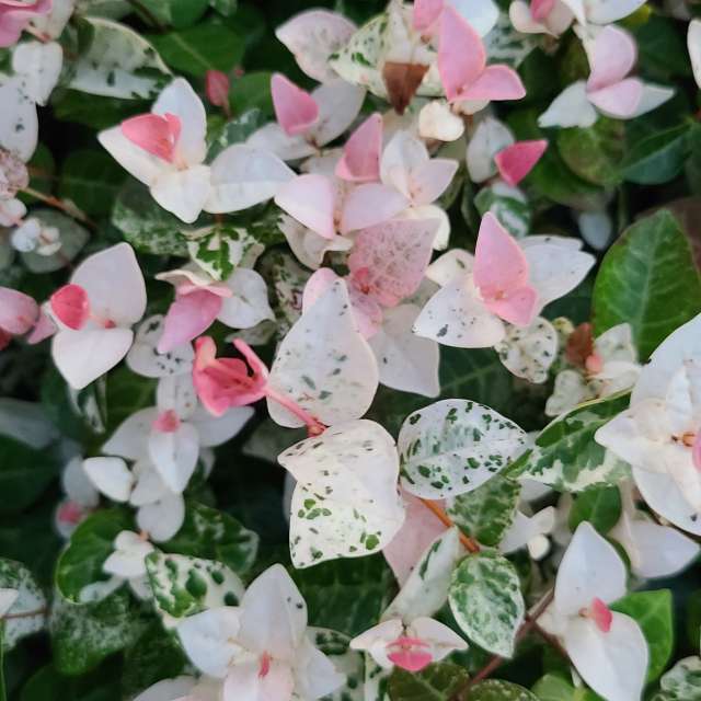 Fotos Salada. Previsões do tempo com lindas fotos de あさのジジ em Okayama