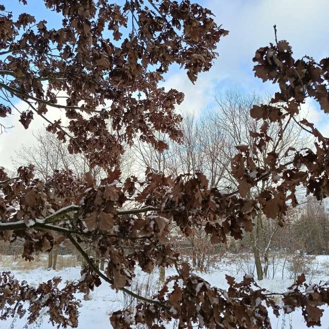 Previsões do tempo com lindas fotos de Madlen