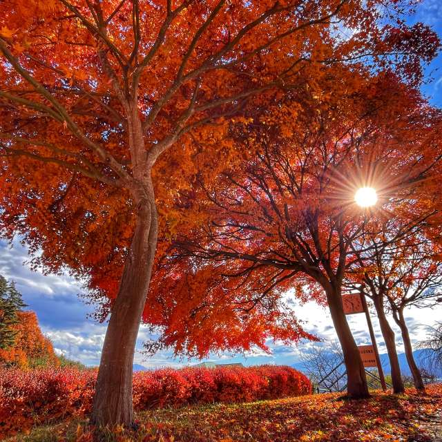 Tree. Weather forecasts with beautiful photos by Kasumisou Photos in Saku-shi