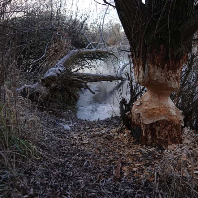 Fotos Plantar. Previsões do tempo com lindas fotos de Vasek325 em Praha 12