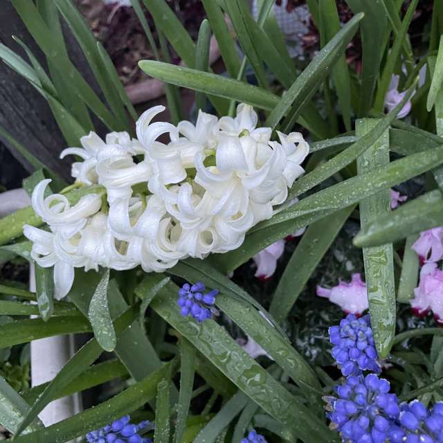 Fotos Salada. Previsões do tempo com lindas fotos de あさのジジ em Okayama