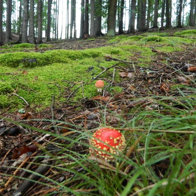 天气预报，带ivan-ko精美的照片