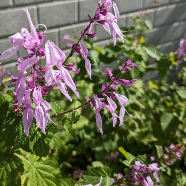 Fotos Tijolo. Previsões do tempo com lindas fotos de あさのジジ em Okayama