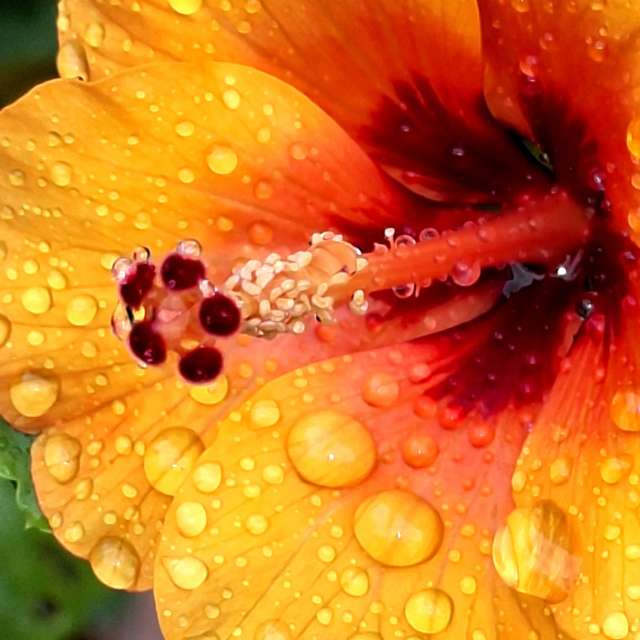 Oranges. Weather forecasts with beautiful photos by Wen-ya Huang Photos in Kaohsiung City