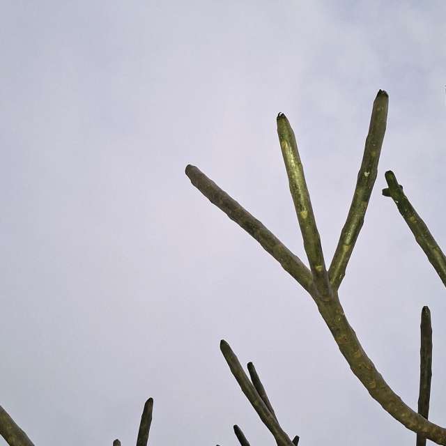Cactus. Weather forecasts with beautiful photos by Wen-ya Huang Photos in Kaohsiung City