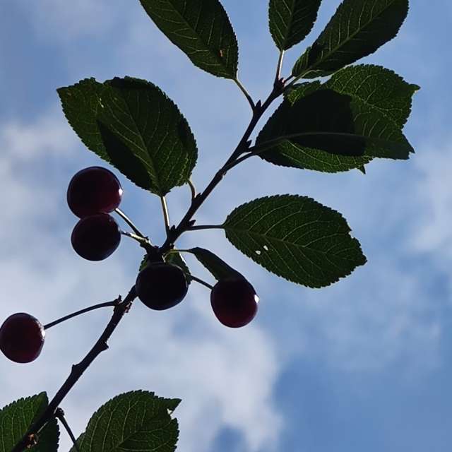 Alexxabrの美しい写真による天気予報