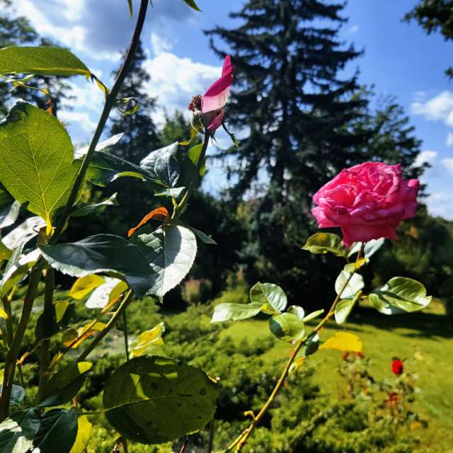 Tree. Weather forecasts with beautiful photos by Zorrra Photos in Kladow
