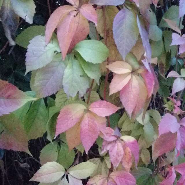 Gras. Wettervorhersagen mit schönen Fotos von AttilaSzilvássy Fotos Budapest