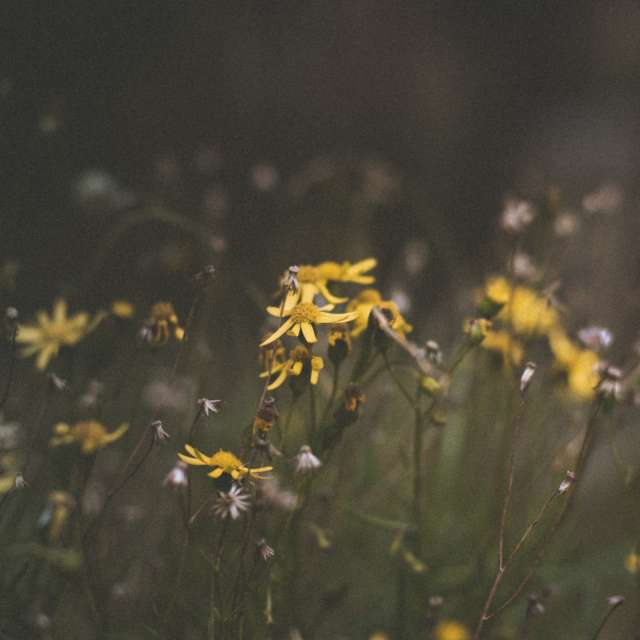 Prévisions météo avec de superbes photos de Estefania Gonzalez Espitia