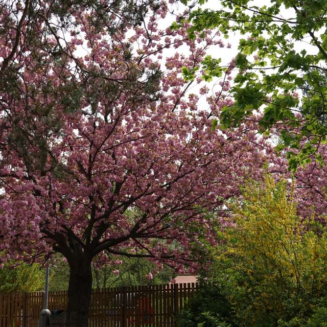 Fotos Plantar. Previsões do tempo com lindas fotos de Vasek325 em Praha 4