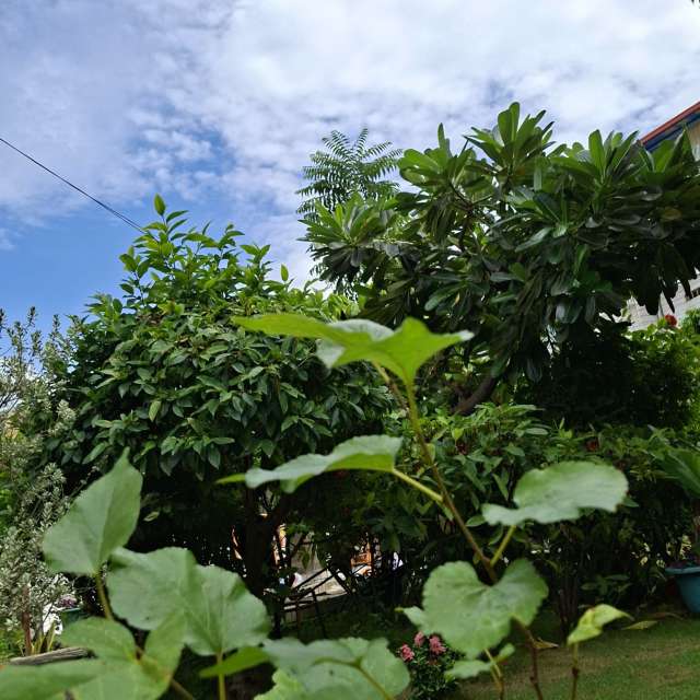 Fotos Arbustos. Previsões do tempo com lindas fotos de Wen-ya Huang em Kaohsiung City