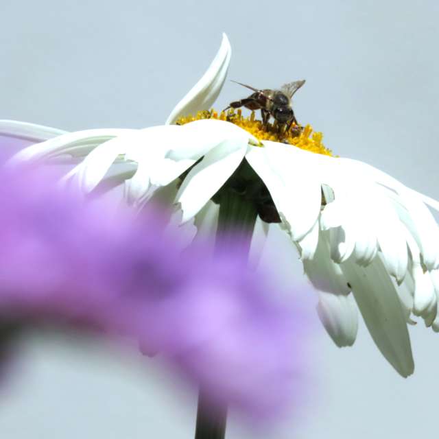 天气预报，带Step_Gently精美的照片
