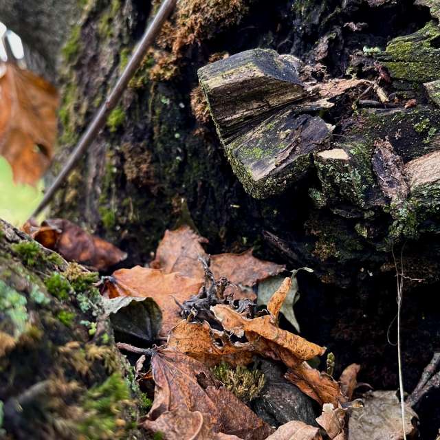 天气预报，带Stassy精美的照片