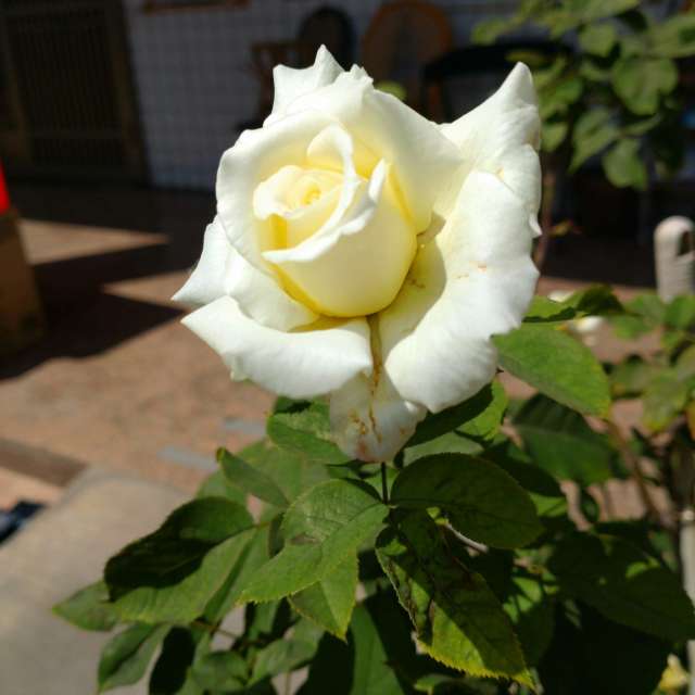 Katze. Wettervorhersagen mit schönen Fotos von Wen-ya Huang Fotos Kaohsiung