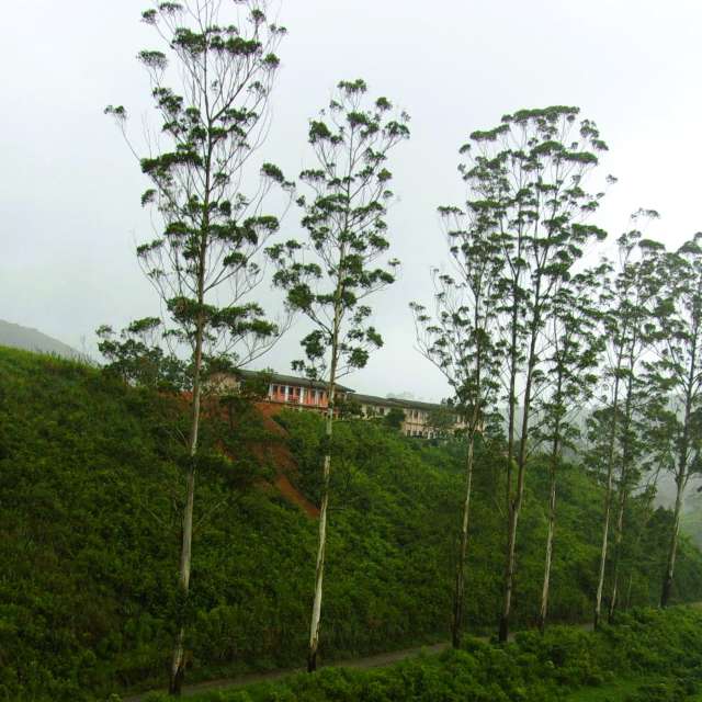 Weather forecasts with beautiful photos by Polamalu