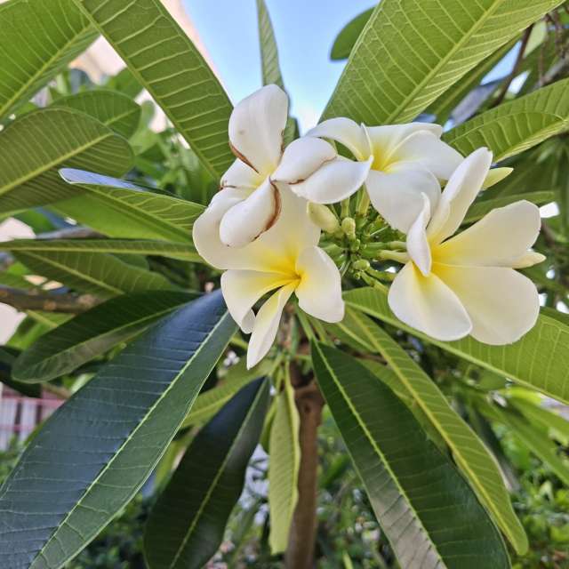 Palm. Weather forecasts with beautiful photos by Wen-ya Huang Photos in Kaohsiung City
