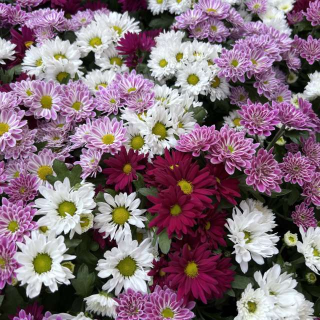 Photos météo à Monde. Prévisions météo avec de superbes photos de SwissEloi