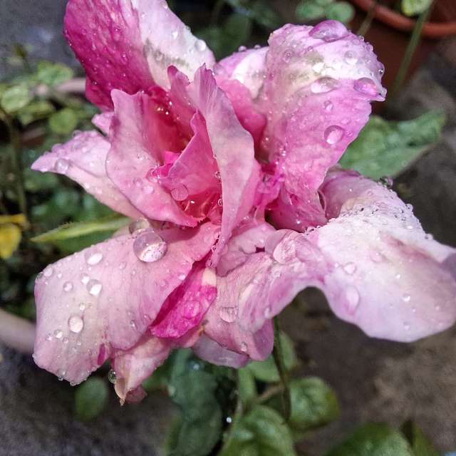 Fotos Urso. Previsões do tempo com lindas fotos de Wen-ya Huang em Kaohsiung City