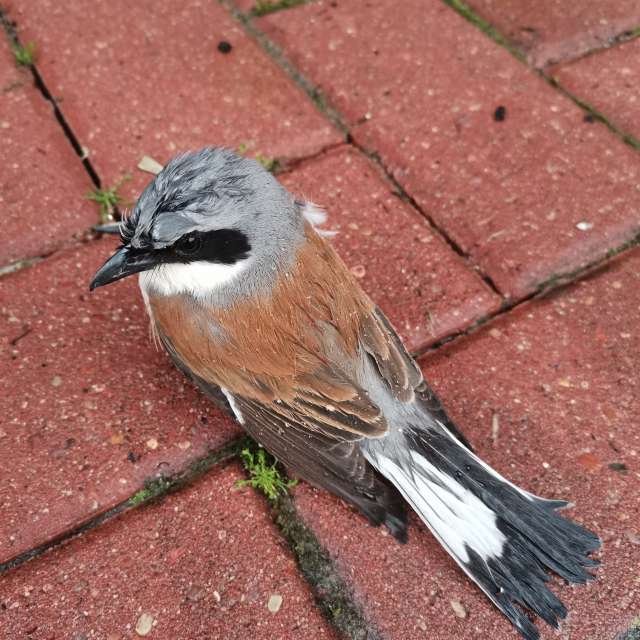 Stehen. Wettervorhersagen mit schönen Fotos von Albert_Smelovtsev Fotos Roza Khutor