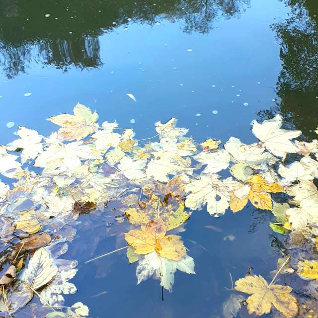 Prévisions météo avec de superbes photos de Kelpeti