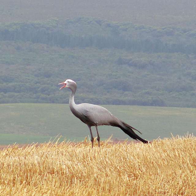 天气预报，带Step_Gently精美的照片