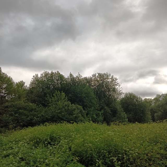 Pasture. Weather forecasts with beautiful photos by Amanda_and_Valdemar_Che Photos in Izmaylovo District