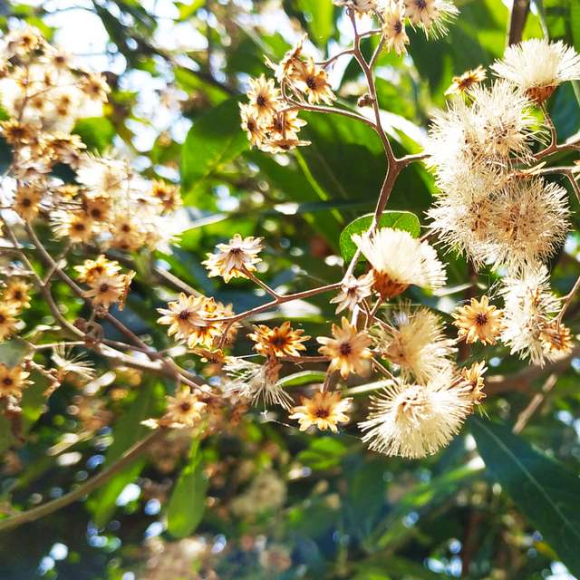 Photos Arbre. Prévisions météo avec de superbes photos de Tch de Kaohsiung