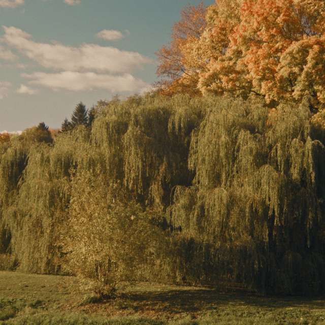 Pronósticos del tiempo con hermosas fotos de RuslanLeuliukh