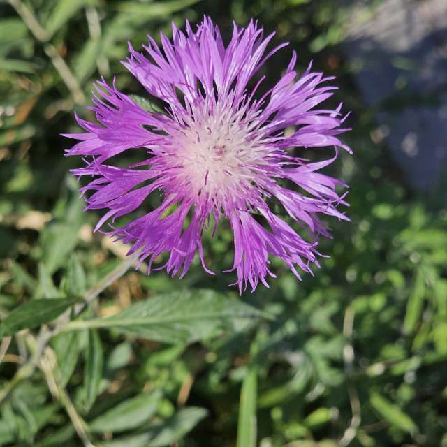 Fotos Clima. Previsões do tempo com lindas fotos de Chizh em Almaty