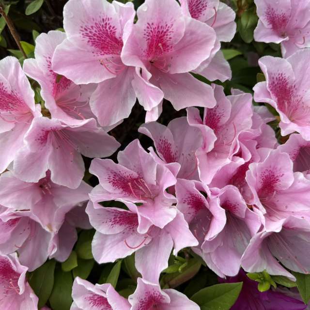 Fotos Contador. Previsões do tempo com lindas fotos de あさのジジ em Okayama