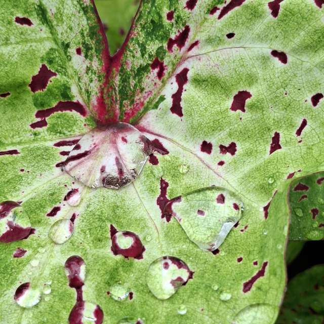 Beet. Wettervorhersagen mit schönen Fotos von Wen-ya Huang Fotos Kaohsiung